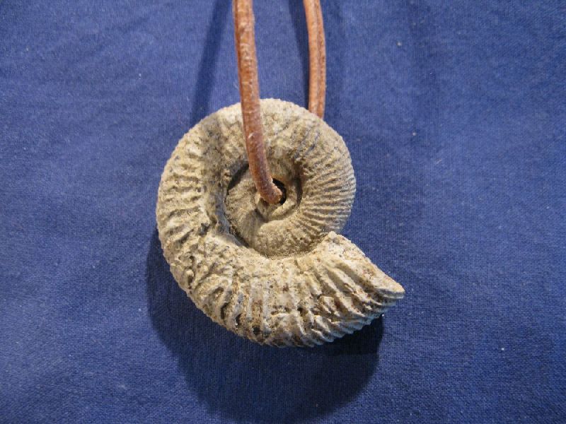 Ammonit_1043